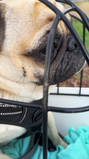 Pug Dog Adventures in a Bike Trailer
