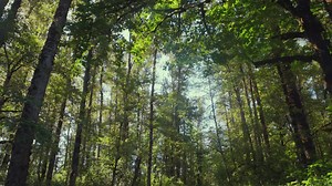 Timber Outdoor Music Festival on Reels