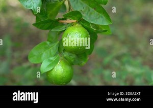 Close-up of vibrant green lime on the branch. lime close up on tree Stock Video Footage - Alamy