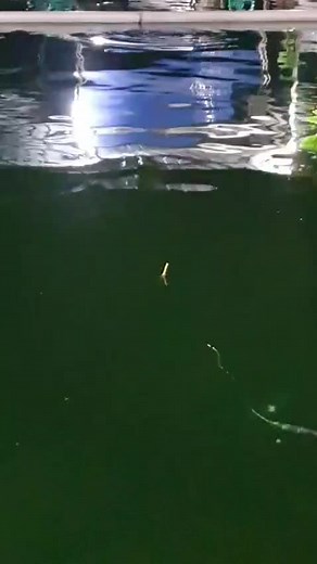 Nguseuuuup!!!!! #peppy #mancing #jogetmancing #jogetviral
