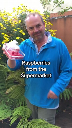 Grow raspberries from the supermarket #growyourown #gardening #gardentok #gardeningtok #fyp #foryou #foryoupage #gardeninghack #costoflivingcrisis #mentalhealth #mentalwellbeing #savemoneytips