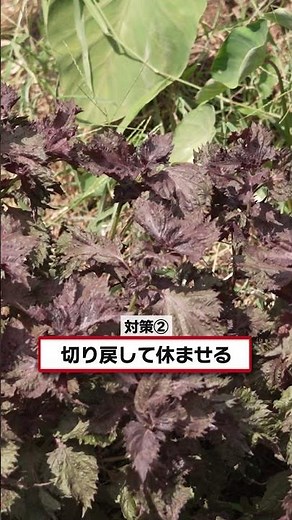 [Shiso Gardening] Tips for Pruning to Keep Harvesting Until Autumn! #ShareBatake #FarmingLife #sh...