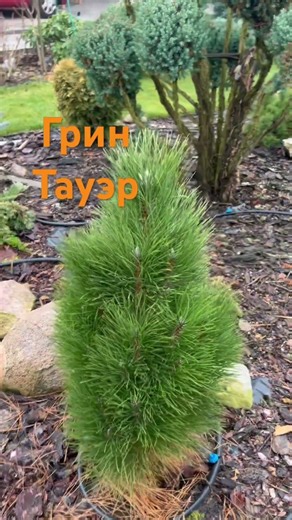 Сосна черная "Грин Тауэр" / Pinus nigra "Green Tower"