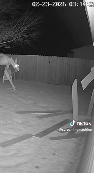 Strange think are attack dog in backyard #Ghost #realstory #Ghostinbackyard #werewolf