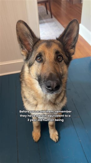 Teaching Your German Shepherd Proper Behavior