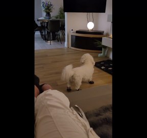 Cute little dog struts around in its new dog shoes wholesome