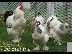 20 meest opmerkelijke kippenrassen