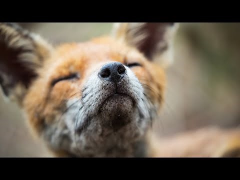 European Red Fox in Australia: an invasive species that threatens local wildlife