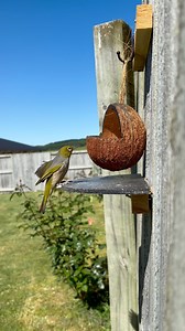 The little waxeye (or silvereye) One of Aotearoa’s tiniest native birds. They move so quickly it’s hard to catch them on camera, but they’re often found flitting through gardens and bush, feeding on nectar, fruit, and small insects. Such a small bird, but an important one, helping pollinate plants and spread seeds throughout our forests 🌿 #nz #birdlife #waxeye #nznature #Lifestyle #ecosystem #birds | Urukehu • Jess