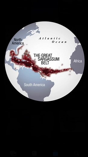 Sargassum and Geostrophic Flow in the Sargasso Sea