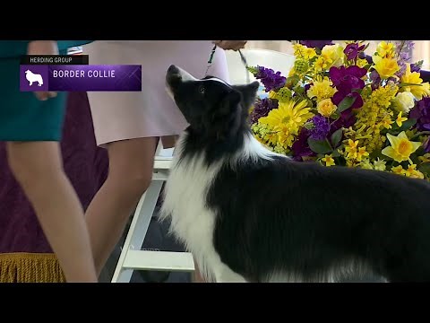 Border Collies | Breed Judging 2023