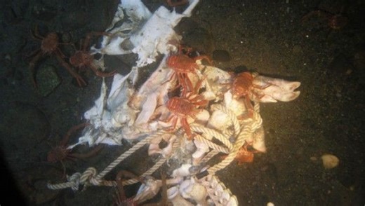 What Happens To A Dead Body In The Ocean?