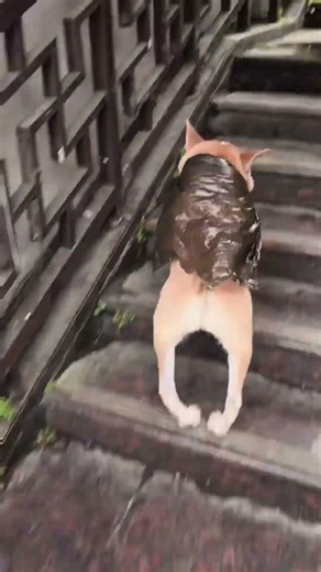 Batman dog #superhero #dog #funny