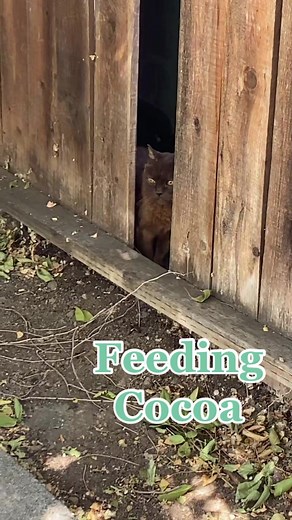 Feeding our outside cat daughter 🐈‍⬛ #catvideo #catsoftiktok #catlovers #cattok #cocoatheoutsidecat