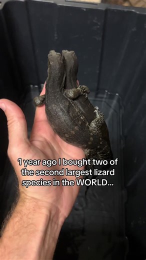My Incredible Journey with the Asian Water Monitor and Black Dragon Lizards