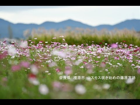 奈良県 橿原市 コスモス咲き始めの藤原宮跡 写真紀行 2025