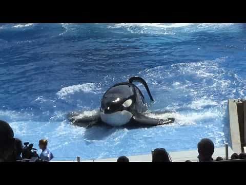 One Ocean premiere at SeaWorld Orlando - New Shamu show