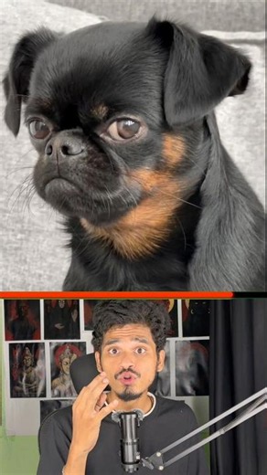 Top 3 Most Dangerous Dogs in the World! 🐶⚠️
