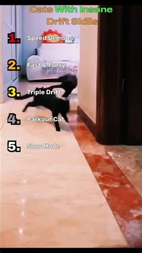 TOP 5 Cats With Insane Drift Skills 😹