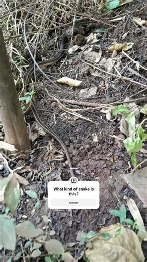 Buff-striped keelback, naneti @patilstube