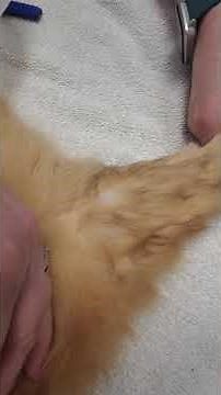 Drawing blood from feline medial saphenous with butterfly catheter