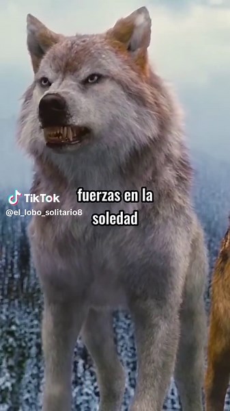 Frases de Motivación Inspiradas en Lobos