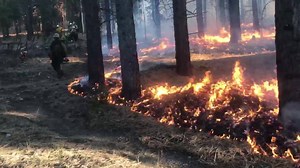 2.1K views · 31 reactions | Today fire and fuels personnel were able...