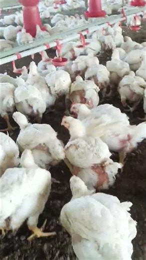 38th day broiler growth update #farming