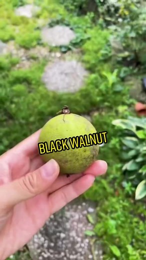 Erica Quach on TikTok