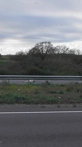 43K views · 533 reactions | We’re nearing the end of my top 20 fox hunting crimes with Hunt Saboteurs Association (b)advent running though December - it’s day 17 today, and it’s a grim one. The moment the Fitzwilliam Hunt lose control of their hounds on the A14, leading to a causality, trauma and damages. #RealBanNow | Chris Packham | Facebook