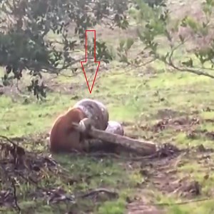 6.9K views · 152 reactions | Dog vs Snake Real Fight  ⚡️  #snake #Snakevideo | Snake's World | Facebook