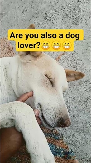 Dog lovers| sleeping champi| funny| animal videos | funny video| #dailyvlog