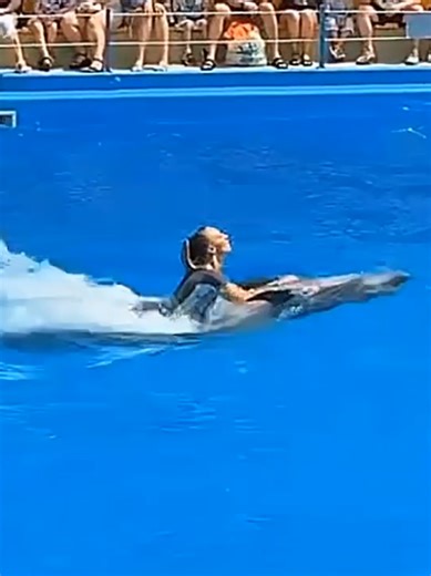 Flipper Dolphin Show on TikTok