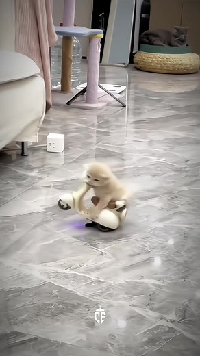 𝐀𝐧𝐠𝐫𝐲 𝐂𝐚𝐭 😈🔥 - Cutepet // #car #caredit #teamfx⚜️ #quality #viral #cat #cutecat