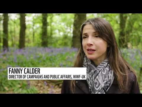 Climate change and bees | Protecting our planet | WWF