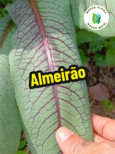 Almeirão roxo e seus nutrientes #plantas #verduras #horta
