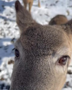 4.6K views · 95 reactions | White-tailed deer Grace is just checking in this morning to make sure you’ll be at the Easter Egg Hunt today!  Grab your coat and have some fun at the zoo from 1-3pm!  by Keeper Jessica | Dakota Zoo | Facebook