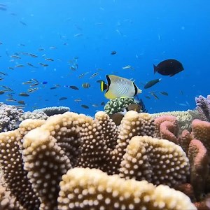 62K views · 1.5K reactions | Spearfishing for one of the smartest and tastiest fish in the ocean leads to an unwanted Shark encounter! This was Day 11 at sea exploring the islands of the Great Barrier Reef & we need to go spearfishing for food. A flashback to 'The Great Adventure 1' you can watch the whole Series on our YT Channel. | Back 2 Basics Adventures | Facebook