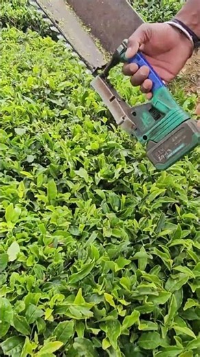 Walking Through Ooty Tea Gardens 😍 Heaven on Earth 🌿