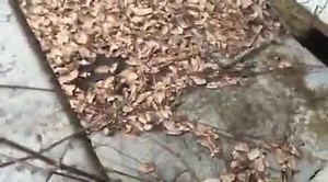 4.6K views · 47 reactions | Where did we go today??!! We did a walking tour of Oakwood in Raleigh! It was cold and sleeting on us, but we had fun!!! After walking the neighborhood we went to Oakwood Cemetery. Couldn't believe Wendy had never been there! Then off for hotdogs at Tasty8's. Ended the day with a tour of Dorothea Dix. Lots of pictures to upload! And I have some potential exciting news to come later. :) | Old House Life - Michelle Bowers | Facebook