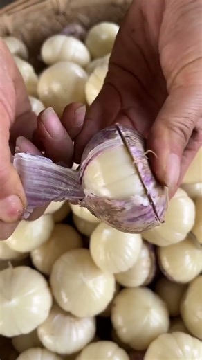 730 你吃过真正的好蒜吗？在我们云南大理，种植着这样的一种蒜，它不抽蒜苔，只长一个头，剥开白白胖胖的，像一个小笼包，吃起来的口感又香又辣又脆，营养价值也很高，平时嫌剥蒜麻烦的姐姐，可以带走一份尝尝