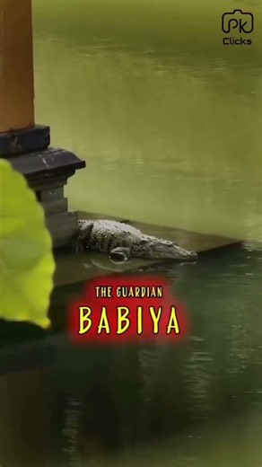 Interesting Facts about babiya crocodile