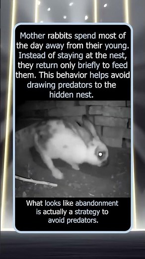 Why Mother Rabbits Visit Their Babies So Briefly