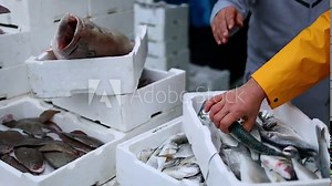 Fish monger and fisherman place and arrange crates of fresh caught frozen fish