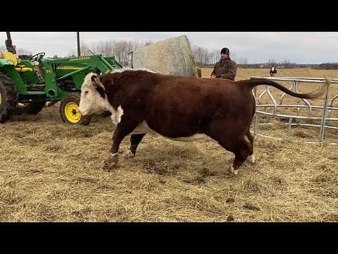Hereford Bull Gets Rough!