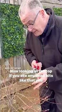 How to prune a Salix Flamingo tree #willow #salixflamingo #trees #pruning #plants #gardening