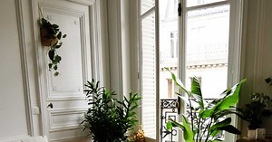 Plante grande taille : comment l'intégrer à son intérieur ?