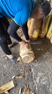 Coconut Tree Cutting For Export To Overseas | Street Food Journey