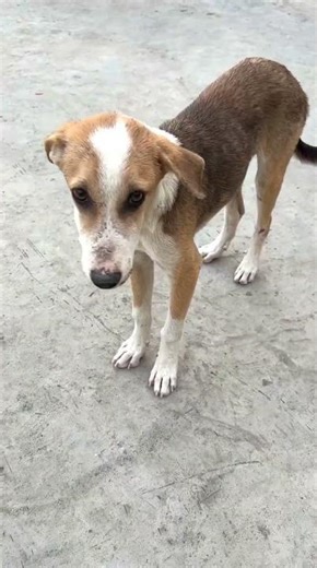 Charming Street Dogs Living Their Best Lives