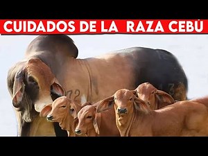 🔴 Cuidados Claves Para La Raza CEBU ✅ Gado Leitero / Vacas Lecheras